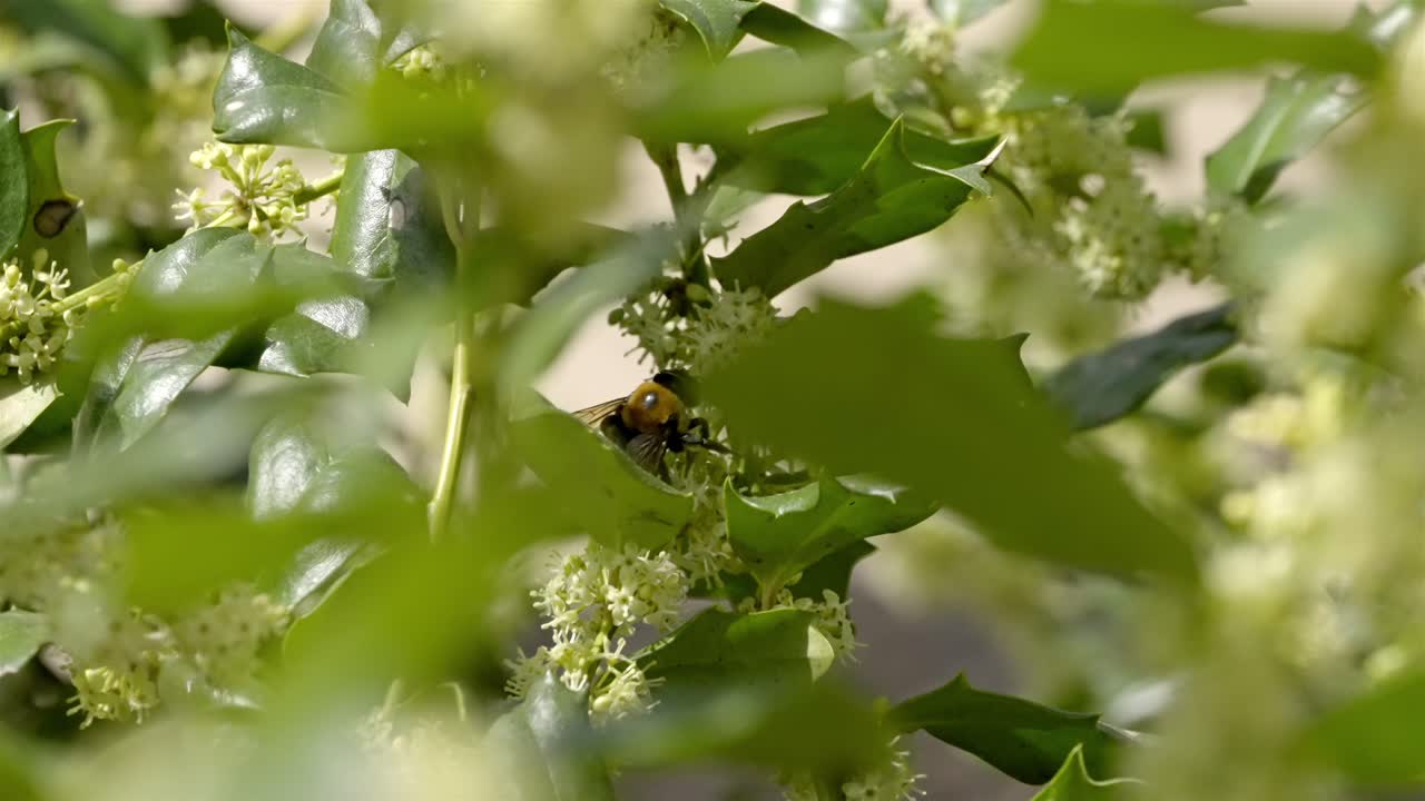 Bumblebee like Carpenter Bee Gathers Pollen from Tiny Clustered Blossoms