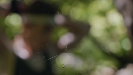 blurry glimpse of tourist tying headband behind tangled cobweb in dense forest setting capturing struggle of adjustment motion and interplay of light shadows through leaves creating calm atmosphere