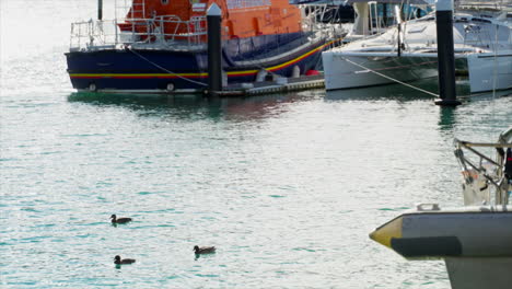 three ducks swimming in wellington marina harbour, new zealand