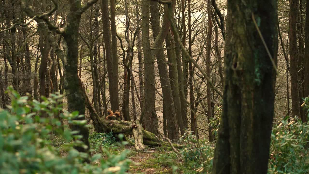 un denso bosque inglés con arbustos crecidos