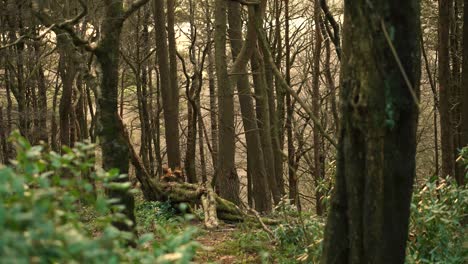 a dense english forest with overgrown shrubbery