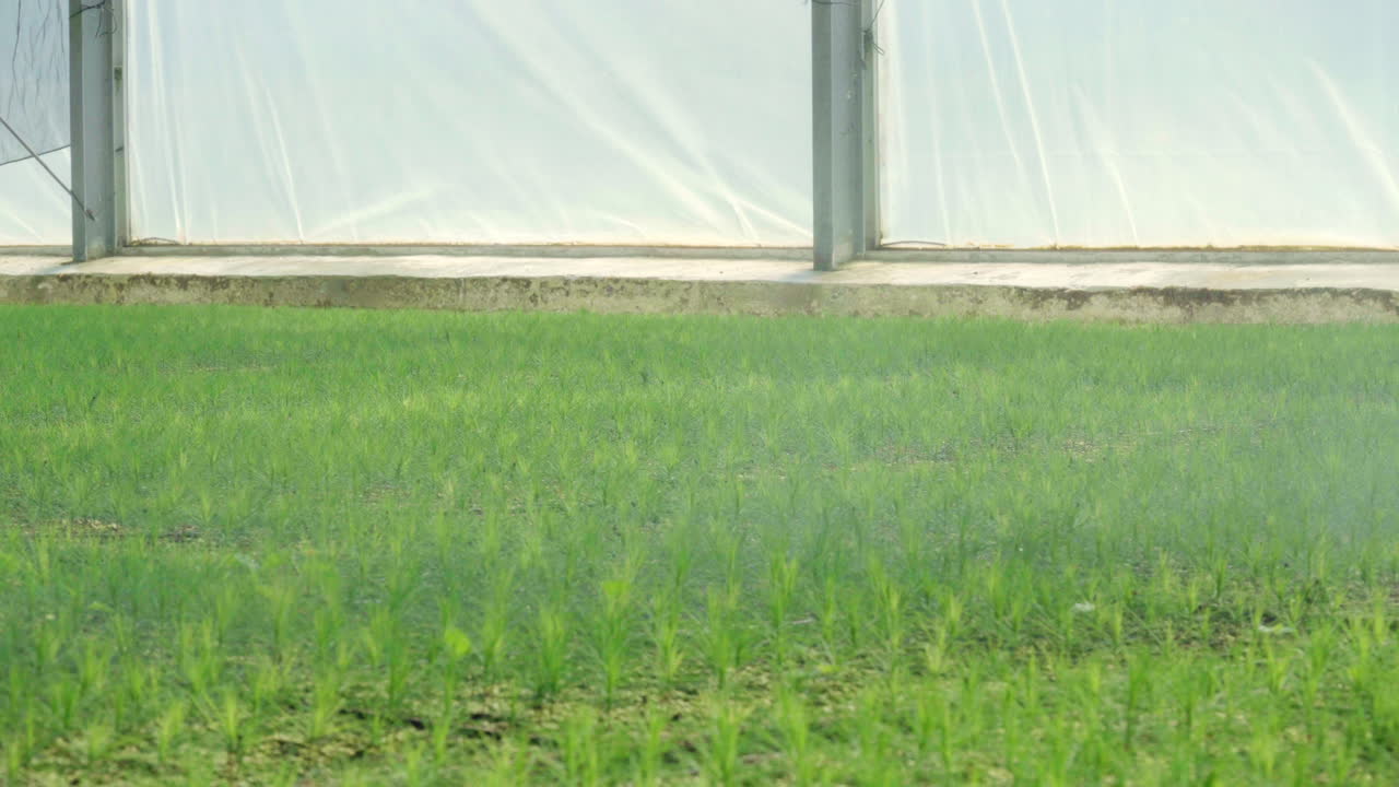 온실 에 심은 소나무 의 어린 묘목 에 물 을 뿌리는 물 스프링클러