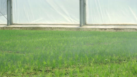 Water-sprinkler-spraying-water-over-young-seedlings-of-pine-planted-in-greenhouse