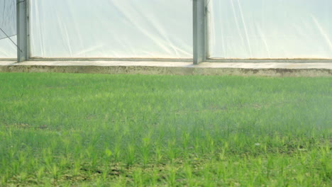 rociador de agua que rocía agua sobre plántulas jóvenes de pino plantadas en invernadero