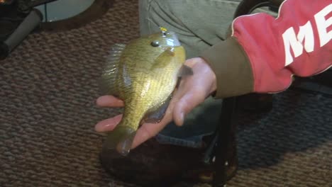 man pulls out the hook from the mouth of freshly caught bluegill fish inside the ice fishing house