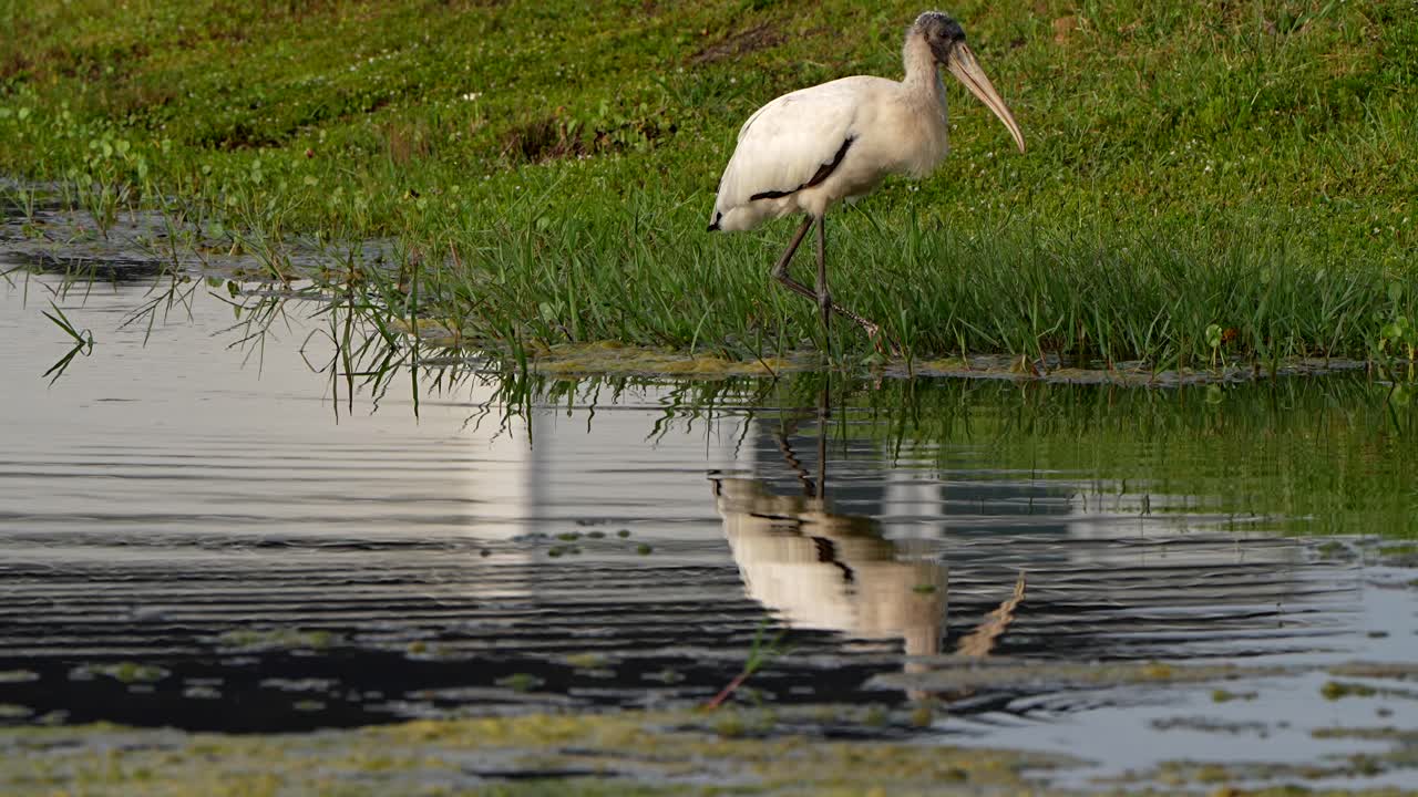 Wood stork fishing in a pond in Florida