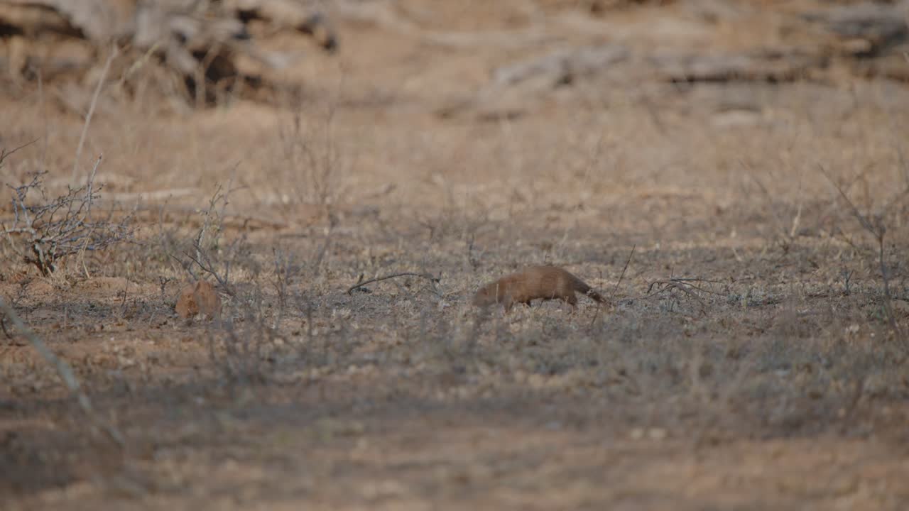 Dwarf mongoose walks forward and explores dry ground hopping as it walks, telephoto compression