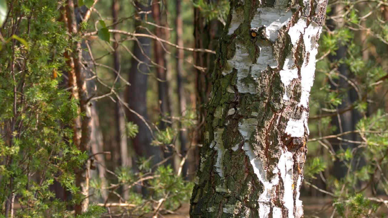 붉은 머리의 어린 소녀가 자작나무를 안고 있다