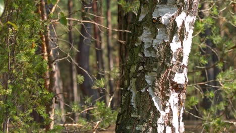 red-haired young girl hugs a birch tree