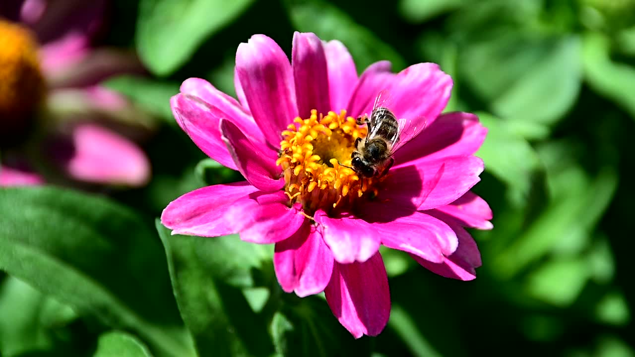 abeja recogiendo polen de la flor