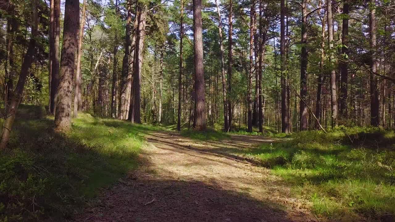 Wild pine forest with green moss under the trees, slow aerial shot moving low between trees on a sunny and calm spring day, pathway, low angle drone view moving forward