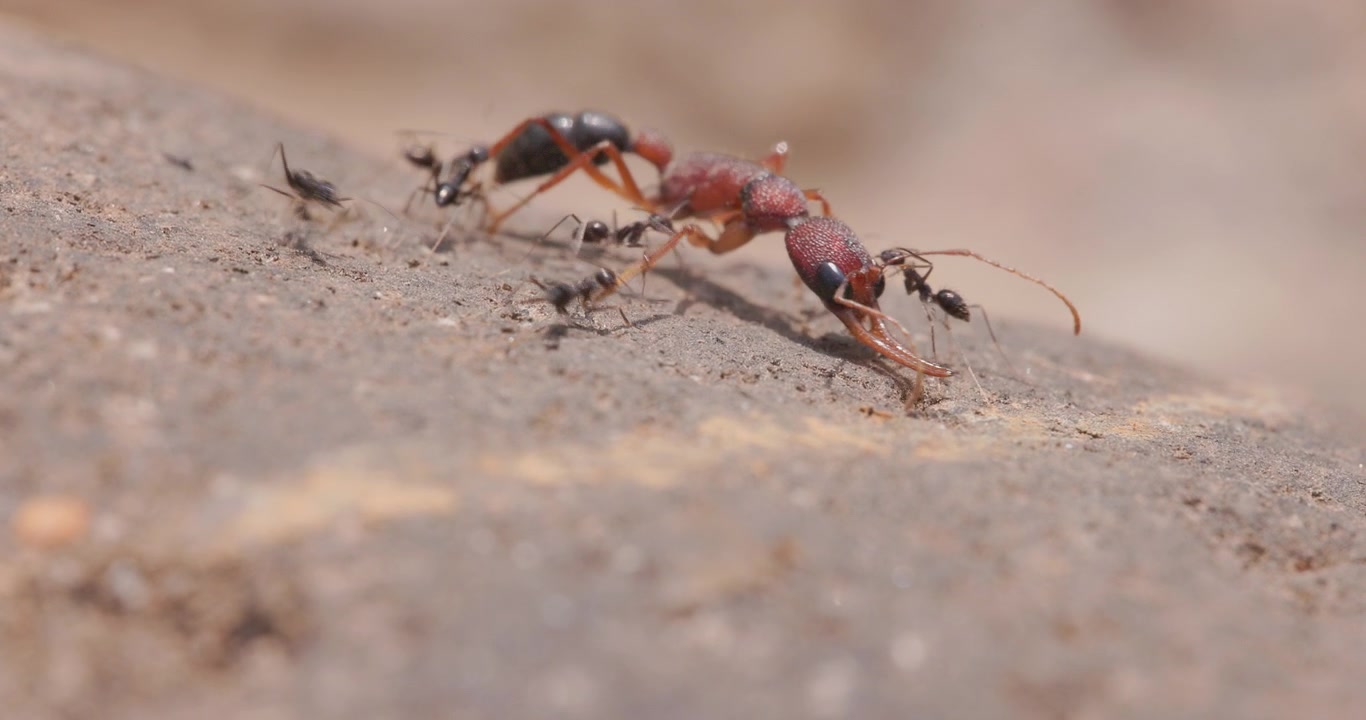 Formiche nere collaborano per trasportare una formica saltatrice indiana morta mentre si affrettano a rifornire il loro nido in estate.