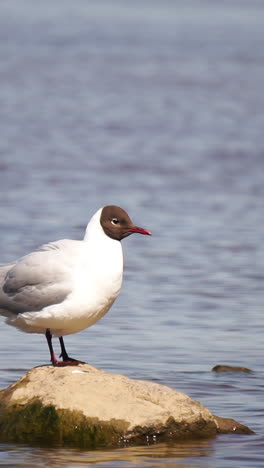 black-headed gull on a rock