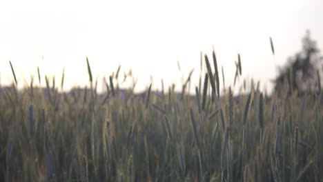 view of a cereal field during sunset