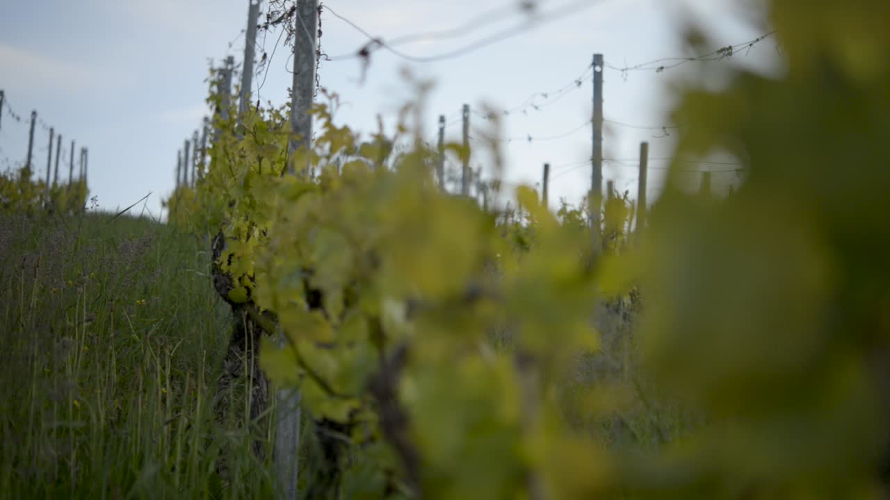 Rows of grapevines in a lush vineyard during early evening