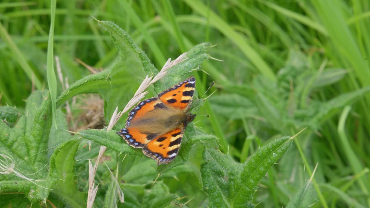Farfalla Vanessa Atalanta su fiore di Buddleia.
