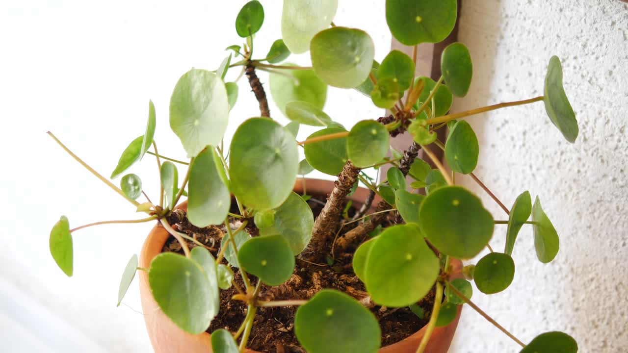 Primo piano di una pianta d'appartamento Pilea Peperomioides con foglie verdi e rotonde
