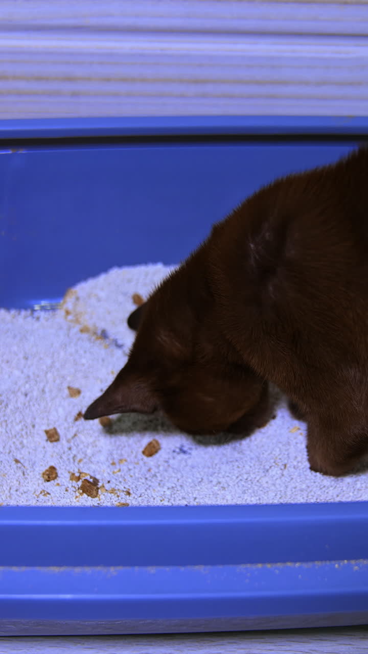 Little kitten of Burmese breed tries to dig a hole in white sand. Chocolate pedigree pet. Kitten of small age. Video from a side. Vertical video