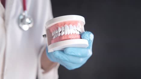 doctor holding a dental model