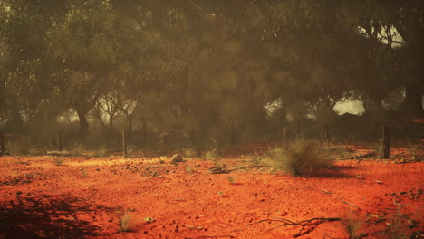 ethereal oasis untamed splendor captured in the vast australian bush