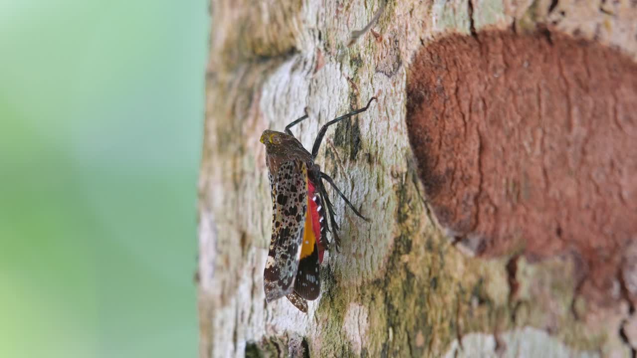 la cámara se aleja mostrando este insecto con hermosos colores bajo sus alas, penthicodes variegate lantern bug, tailandia