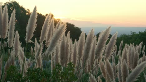 Schönheit-In-Der-Natur