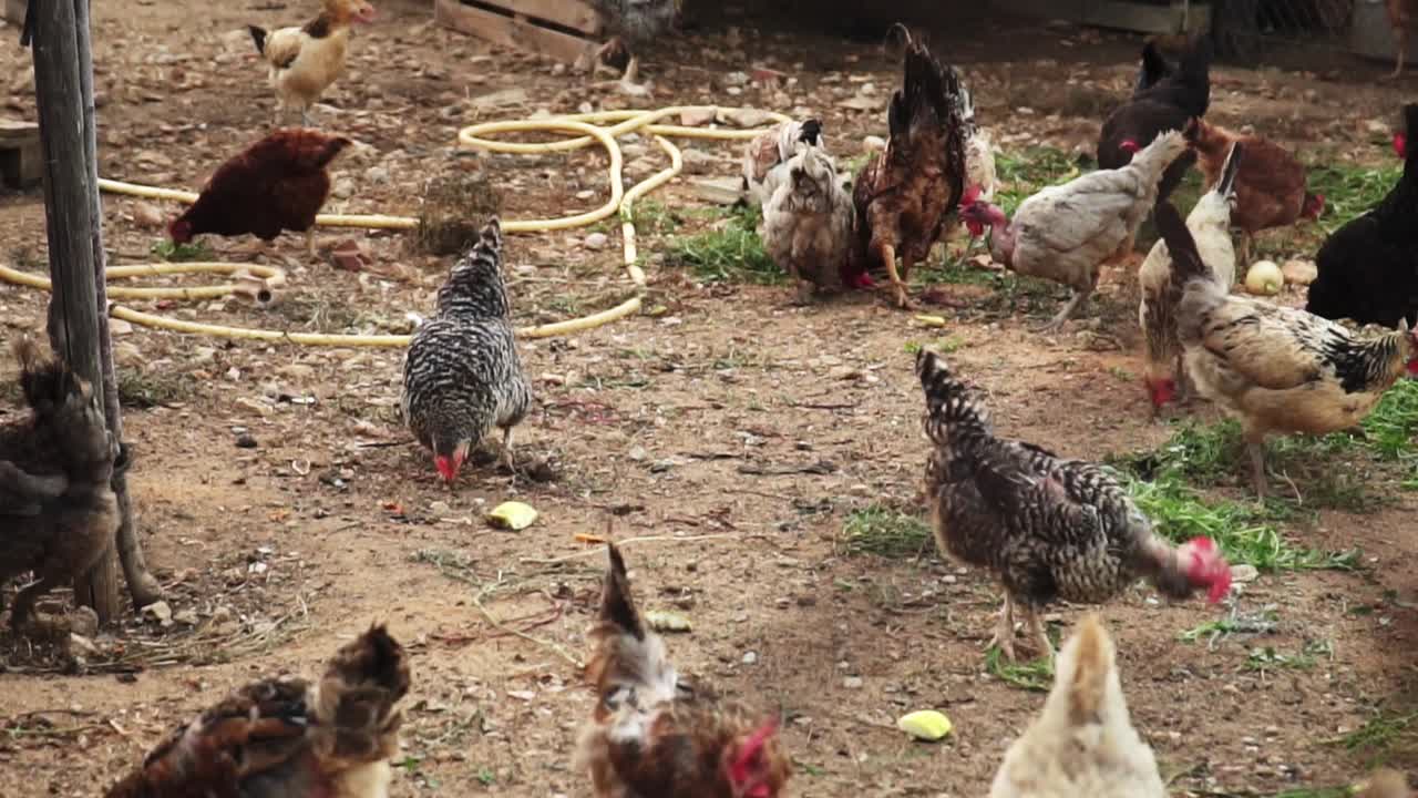 varios pollos de granja rojos y marrones comiendo comida con su pico en el campo, entorno libre de jaula