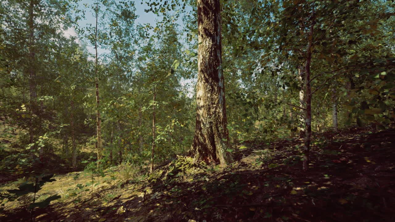 La luce del sole filtra tra gli alberi in una vivace foresta a mezzogiorno
