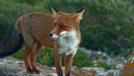 watchful curious red fox sniffing for food while standing on rock, static, day