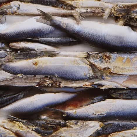 a block of frozen herring in an industrial refrigerator