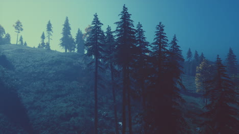 Evergreen-fir-trees-with-cones,-peaks-of-French-Alps-mountains