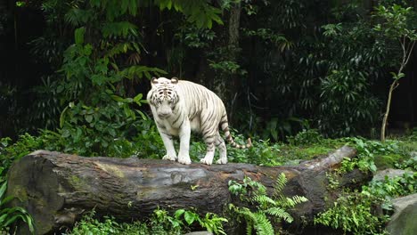 un tigre blanco bosteza varias veces mientras mira a su alrededor mientras está parado en un tronco grande, a cámara lenta