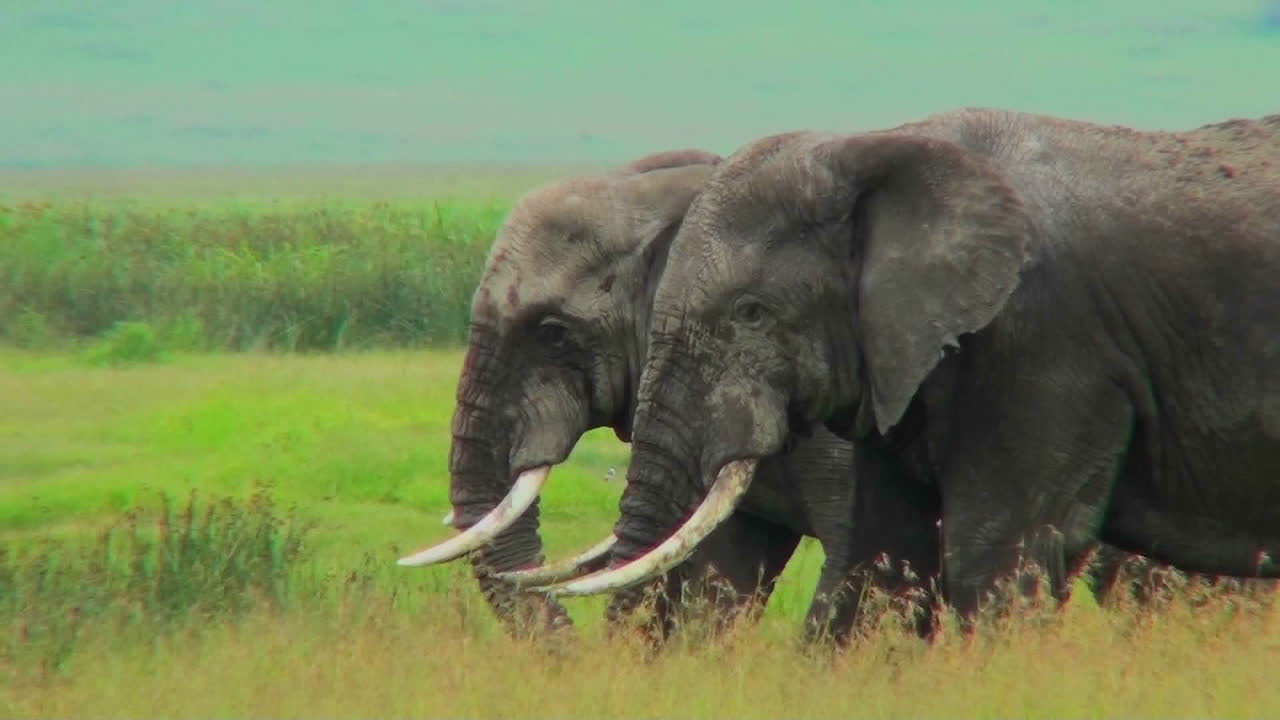 dos elefantes pastan en campos amarillos en áfrica