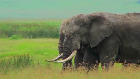 dos elefantes pastan en campos amarillos en áfrica