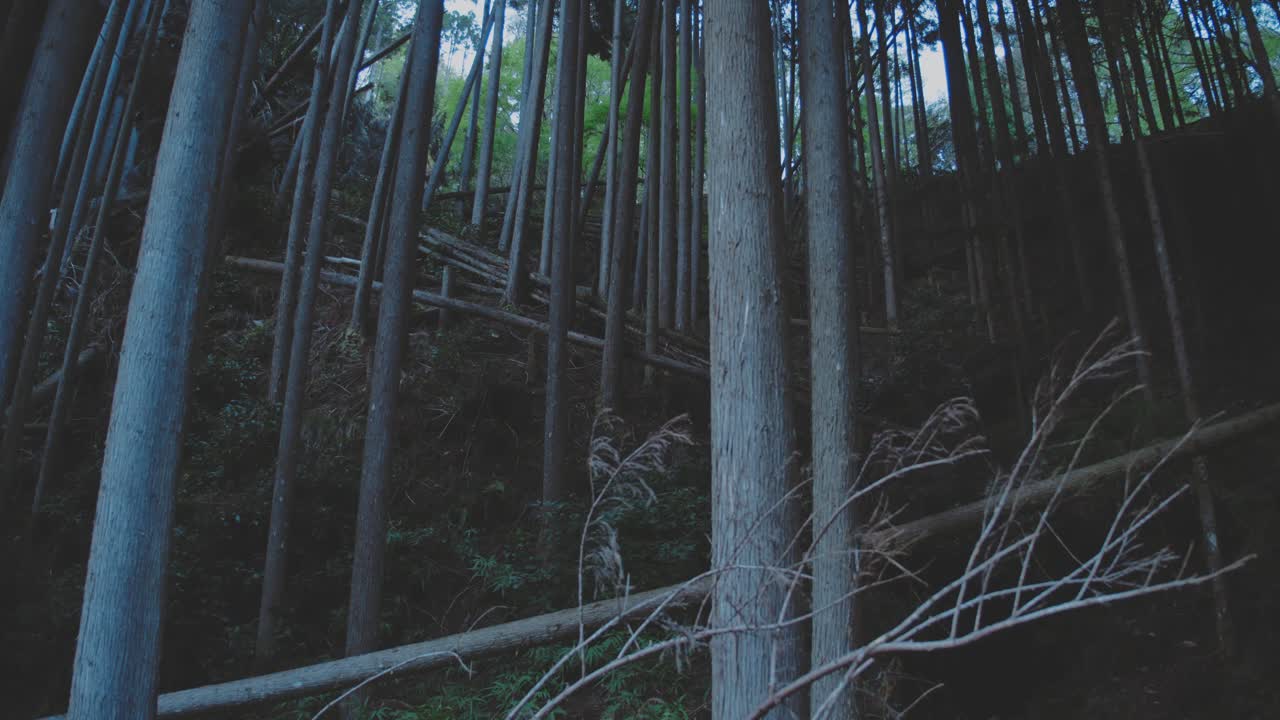 Forest With Long, Thin Trunks Of Deciduous Trees At Dusk - Static Shot