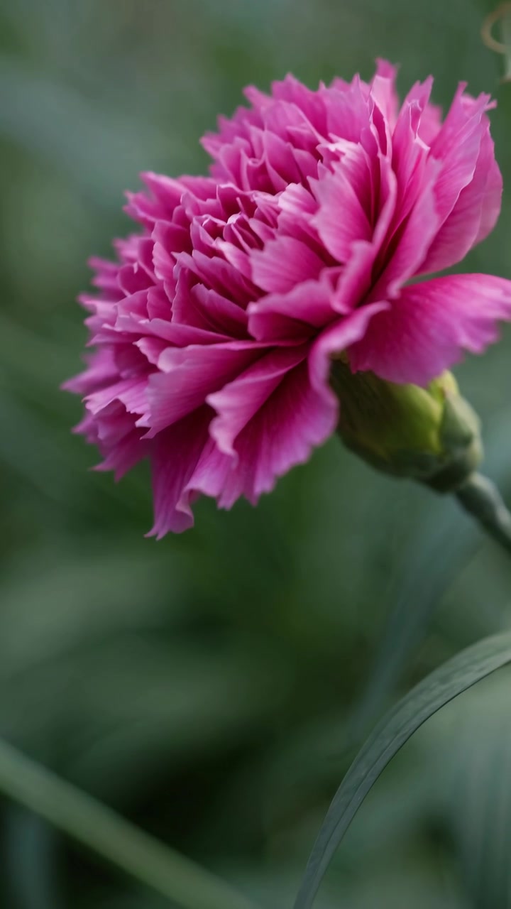 Close-up of a Vibrant Pink Carnation Flower in a Garden