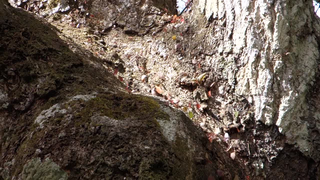 hormigas cortadoras de hojas se mueven a lo largo de un tronco de árbol en la selva 1