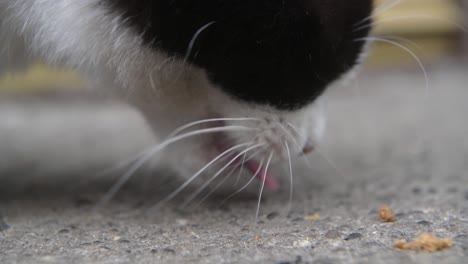 Schwarz-weiße-Katze,-Die-Futter-Vom-Boden-Frisst