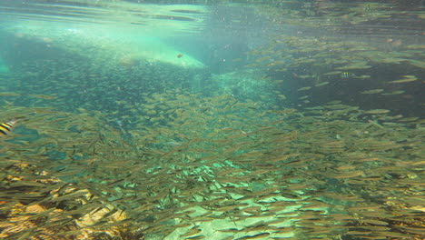 school of fish scattering in all directions