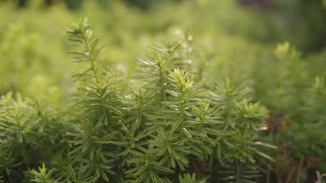 primer plano de plantas verdes y exuberantes