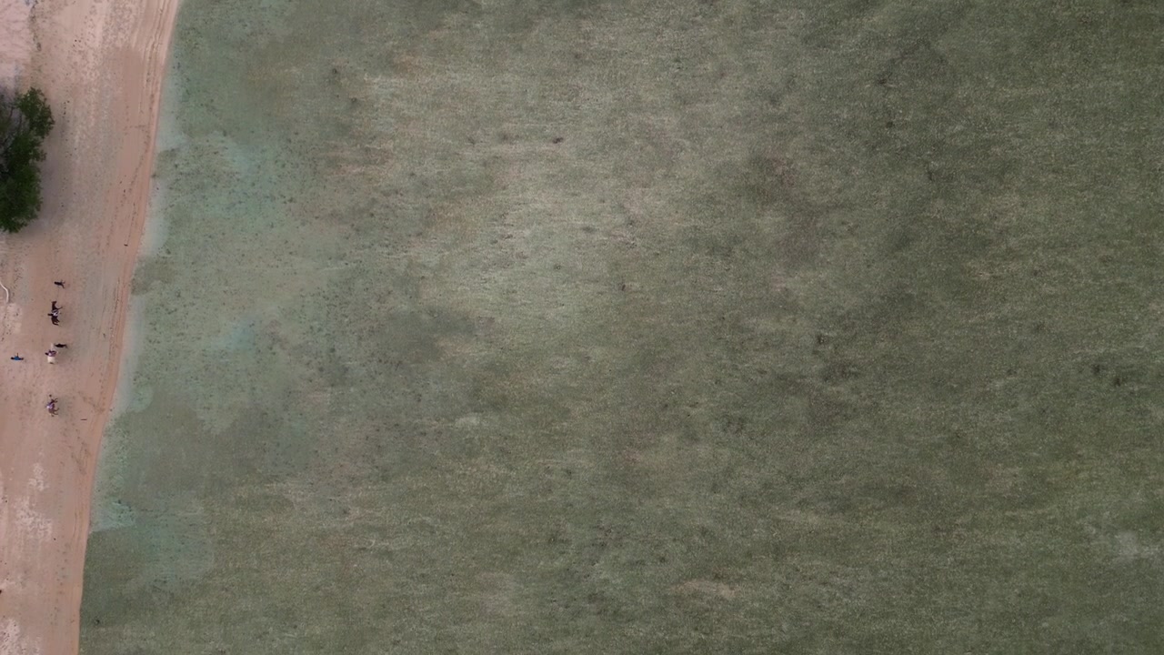 people riding horses along sandy beach shoreline in clear tropical water, enjoying leisure and relaxation. Unique aerial view drone camera pointing down