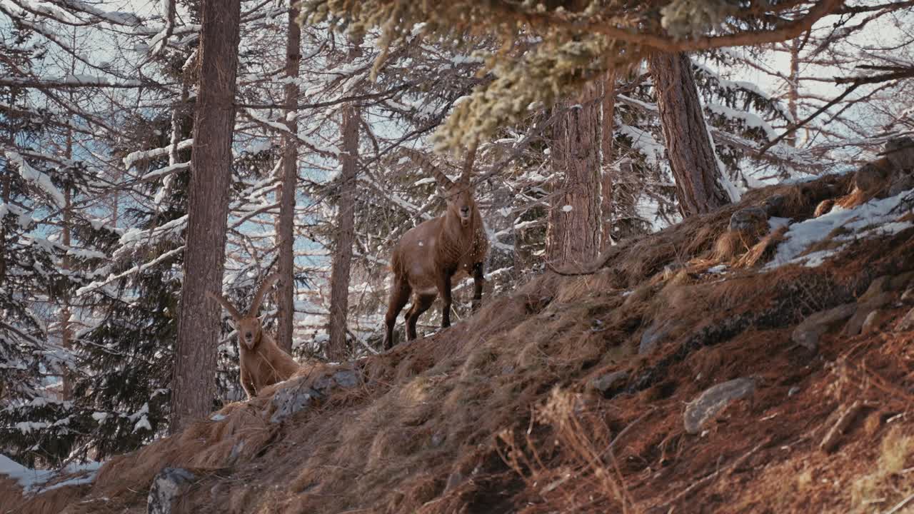 Ibex in Swiss mountains majestically appear in the trees