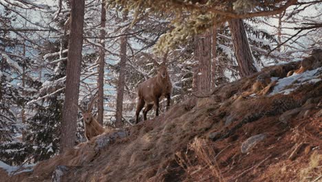 Ibex-in-Swiss-mountains-majestically-appear-in-the-trees