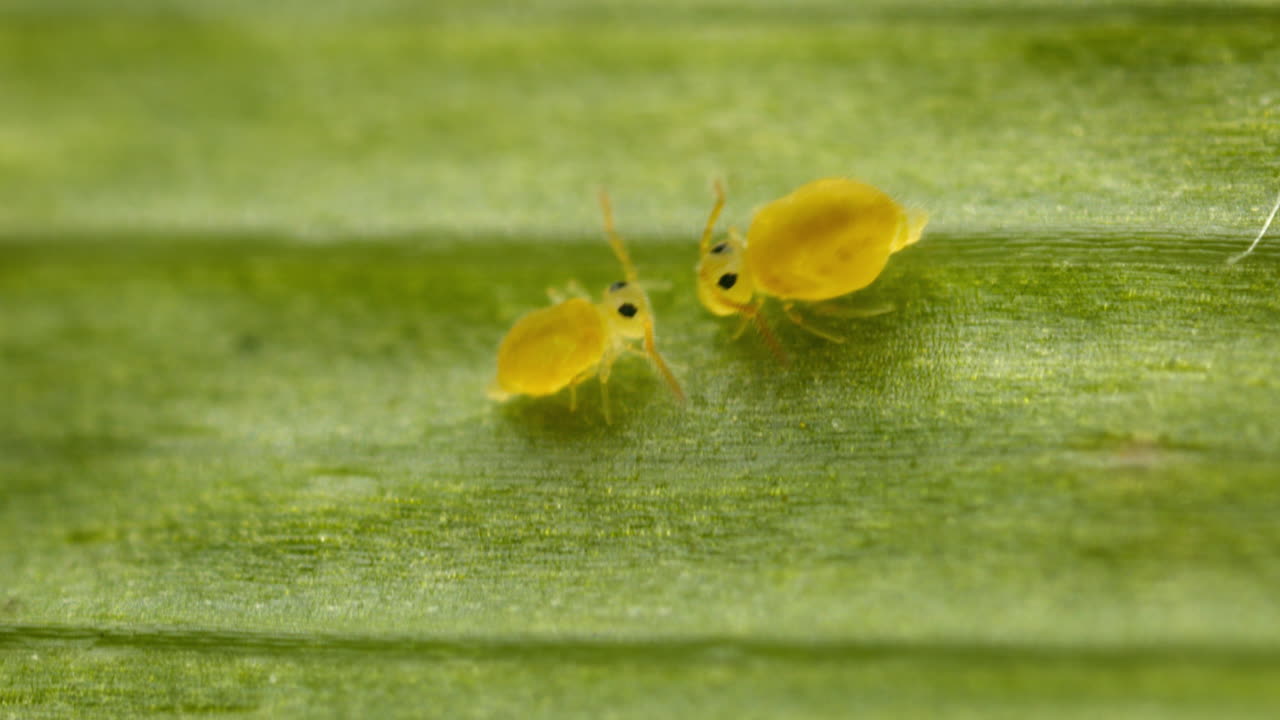 Springtail (Collembola) couple macro view. Globular springtails (family Sminthuridae) engaged in mating courtship dance.