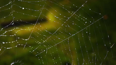 upper right portion of a spider web