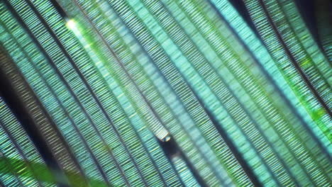 microscopic view of parallel green and blue structures