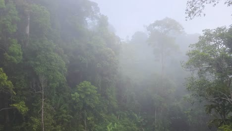 Aerial-shot-of-the-rainforest-in-morning-with-a-lot-of-fog-and-mist