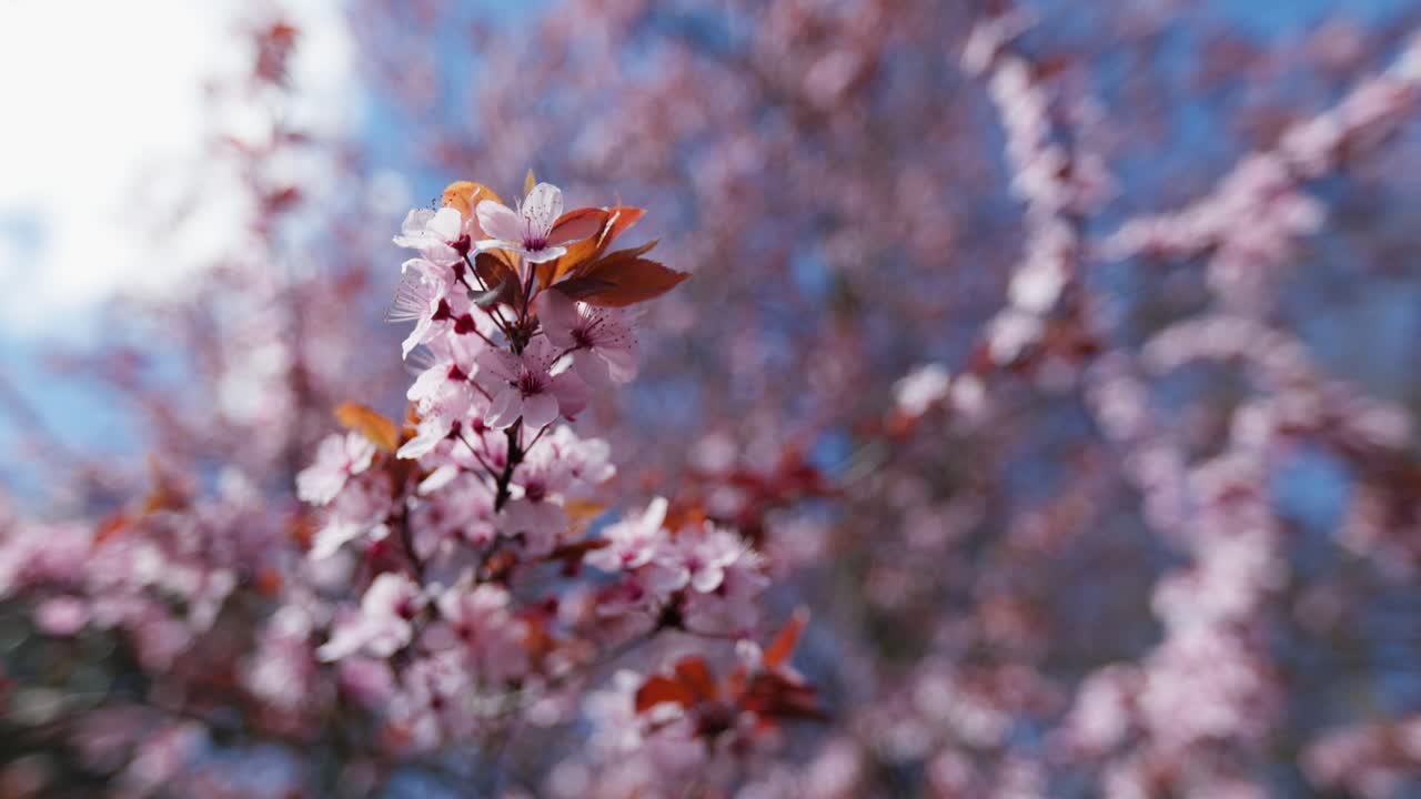 봄에 분홍색 체리 꽃