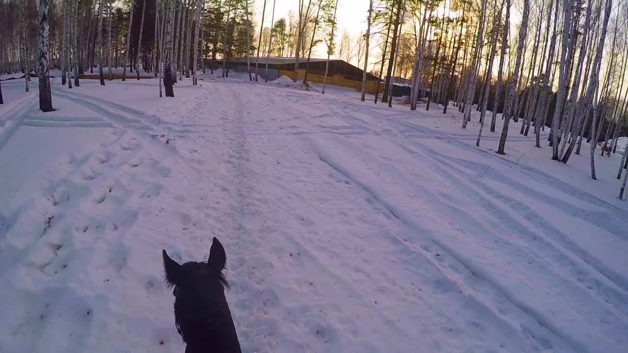 해가 지는 동안 눈 인 숲에서 말을 타고