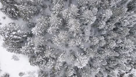 Winter-Schneebedeckte-Bergkiefern---Rotierende-Ansicht-Von-Oben-Nach-Unten